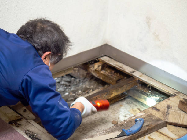 Best Mold Remediation Services  in Satsuma, AL