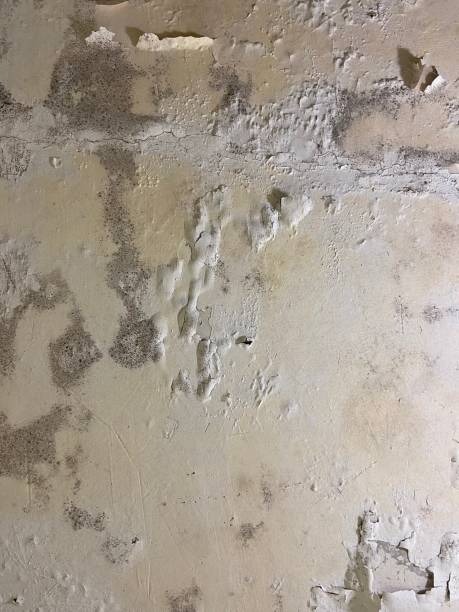 Best Certified Mold Removal  in Satsuma, AL